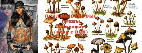PSILOCYBIN Абинск