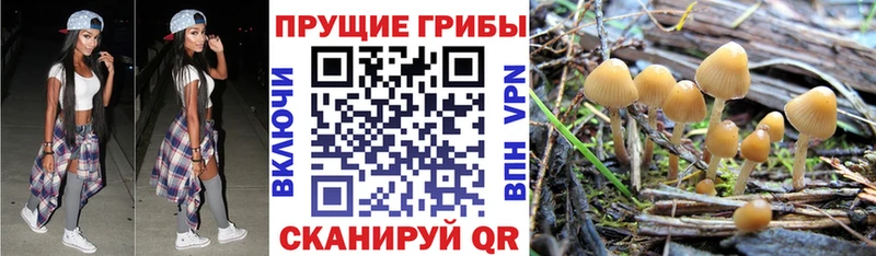 Псилоцибиновые грибы MAGIC MUSHROOMS  даркнет сайт  Фокино 